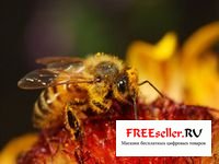 Способы получения пчелиного яда