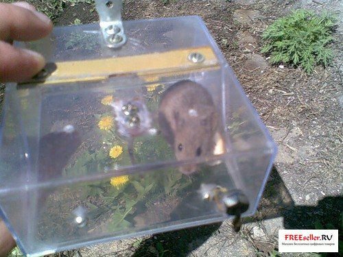 Как сделать гуманную мышеловку своими руками.