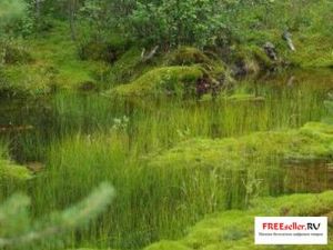 Как сделать бумагу из тины