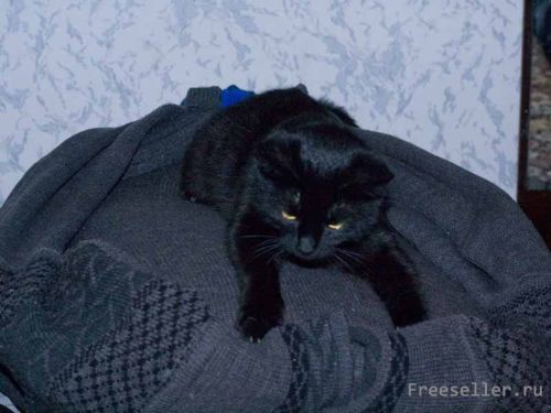 ?Мягкая кроватка для кошки из старого свитера