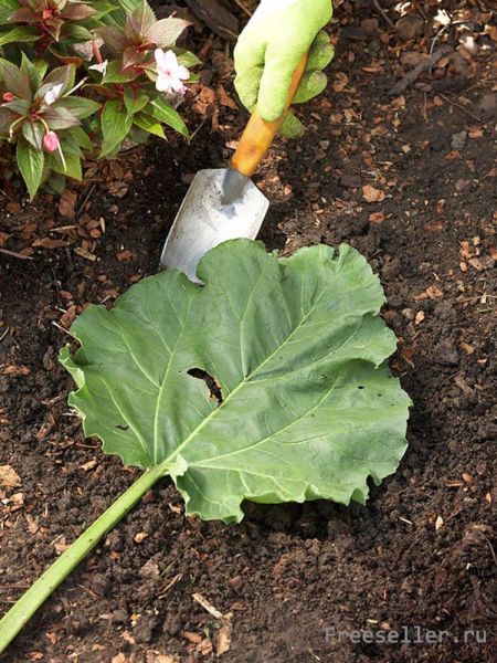 Самодельные дачные дорожки по форме листиков