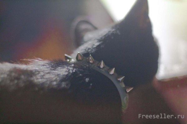 Ошейник для котёнка своими руками