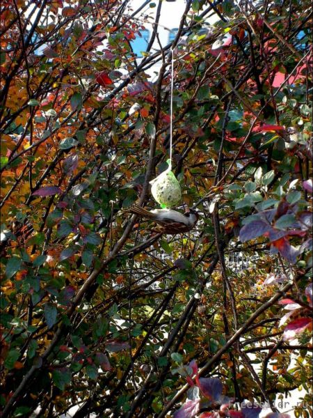 Узелок-кормушка для птиц из сетки