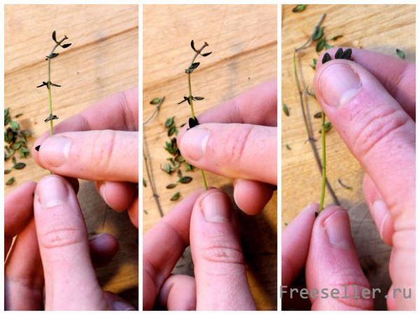 Как высушить пряные травы