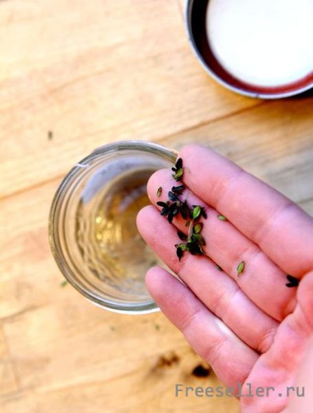 Как высушить пряные травы