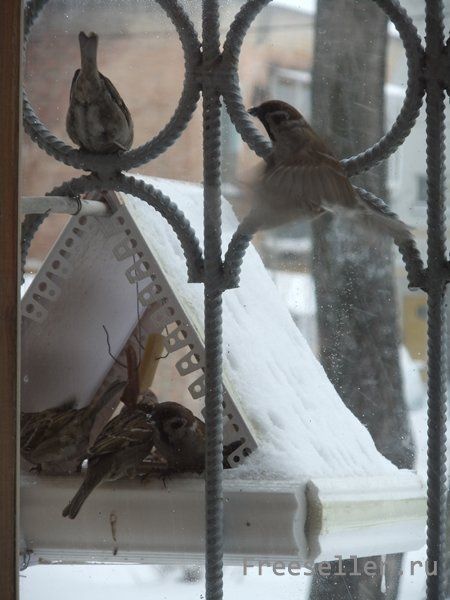 Птичья столовая из подручных материалов