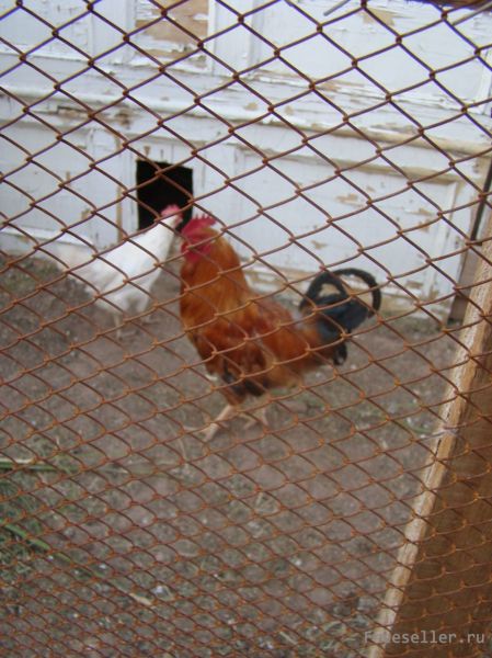 Курятник из старых дверей