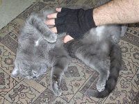 Перчатки для вычесывания шерсти у кошек