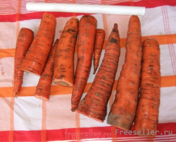 Как сохранить урожай моркови без потерь до следующего лета