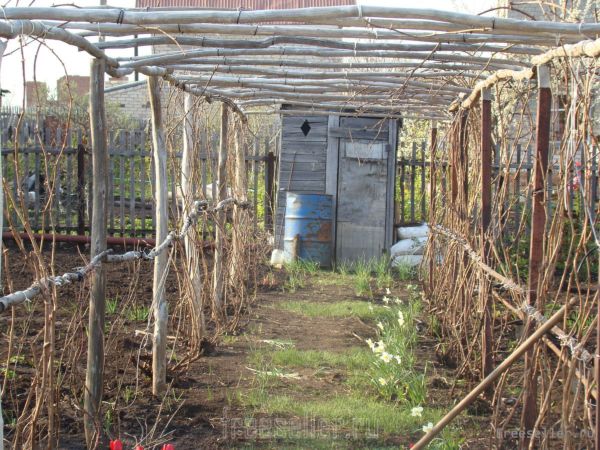 Опоры для винограда своими руками