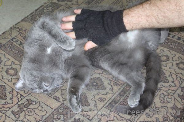 Перчатки для вычесывания шерсти у кошек своими руками