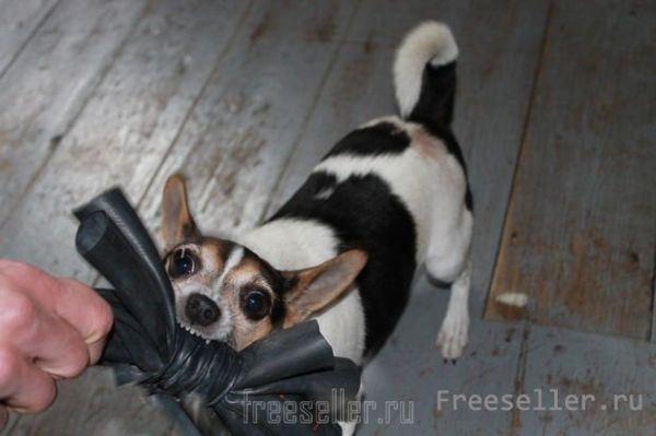 Игрушка для собаки своими руками