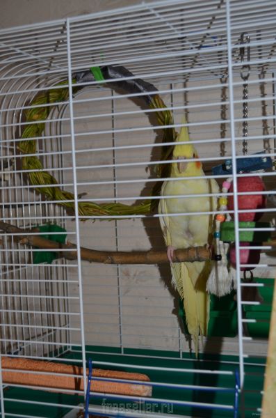 Качели для попугая своими руками