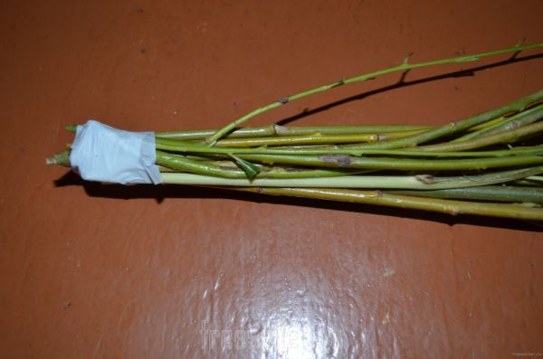 Процесс изготовления качелей для попугая