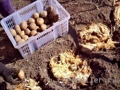 Посадка картофеля с отработанным грибным субстратом