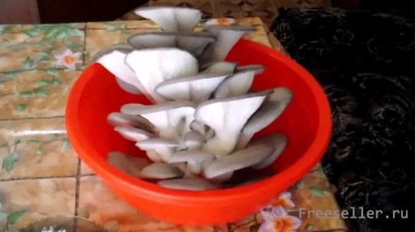 Вешенка в кляре