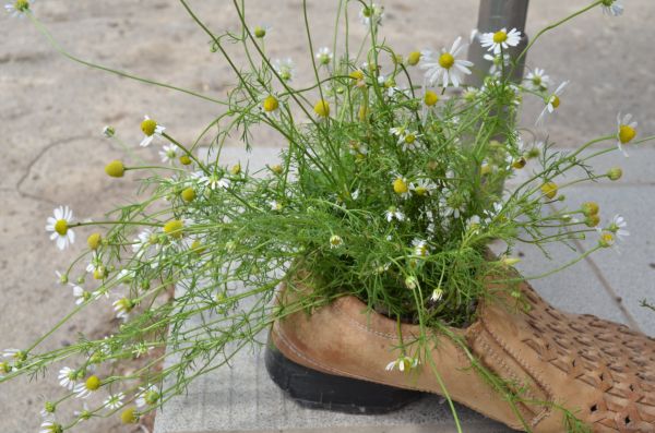 Цветочный горшок из ботинка