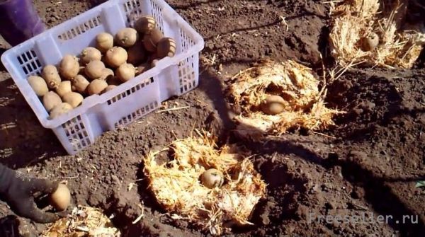 Посадка картофеля с отработанным грибным субстратом