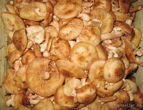 Сбор грибов опят