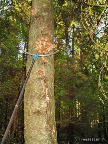 Оружие для тихой охоты за опятами