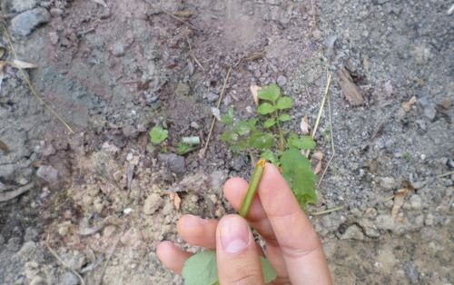 Как избавиться от бородавок при помощи чистотела