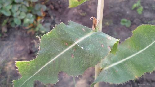 Как избавиться от бородавок при помощи чистотела