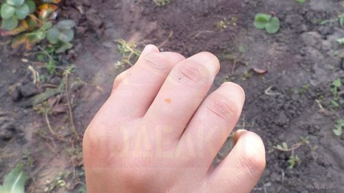 Как избавиться от бородавок при помощи чистотела