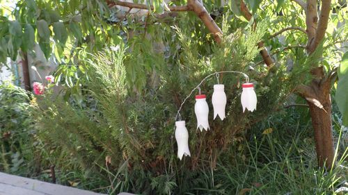 Цветы из пластиковых бутылок