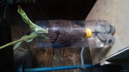 Автополив для растений из пластиковой бутылки