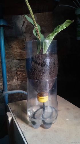 Автополив для растений из пластиковой бутылки