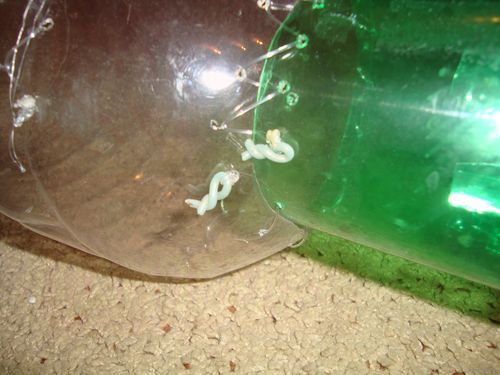 Раколовка из пластиковой бутылки своими руками