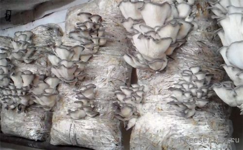 Вешенка на сене