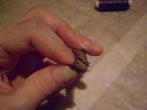 Изготовление застежки фибулы своими руками