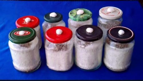 Вешенка. Технология изготовления собственного мицелия