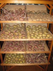 Вариант проращивания семенного картофеля в домашних условиях
