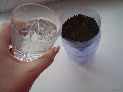 Выращивание цветов дома в пластиковых бутылках