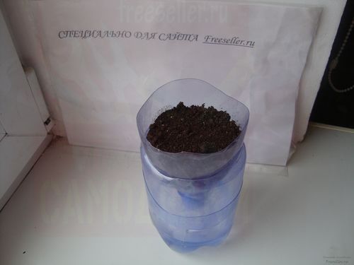 Выращивание цветов дома в пластиковых бутылках