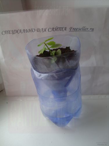 Выращиваем дома рассаду цветов