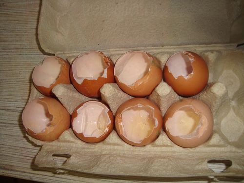 Выращивание растений в яичной скорлупе