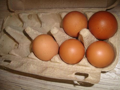 Выращивание растений в яичной скорлупе