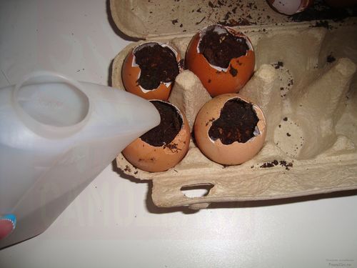 Выращивание растений в яичной скорлупе