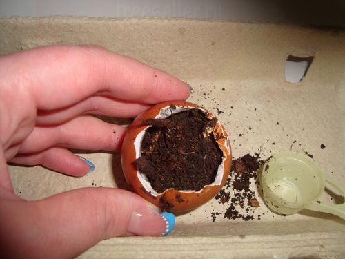 Выращивание растений в яичной скорлупе