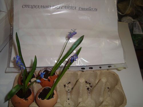 Выращивание растений в яичной скорлупе