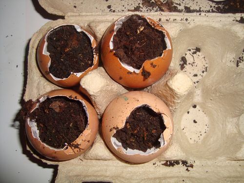 Выращивание растений в яичной скорлупе