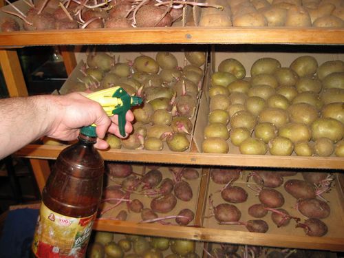 Вариант проращивания семенного картофеля в домашних условиях