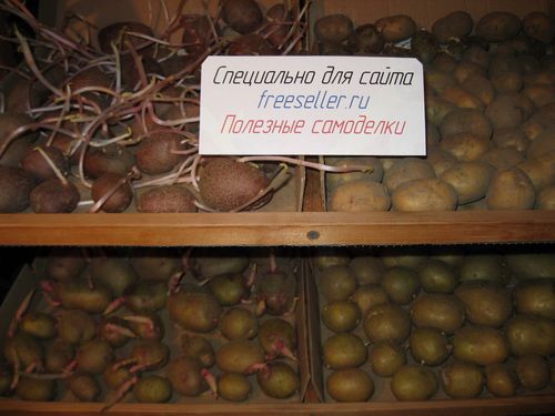 Вариант проращивания семенного картофеля в домашних условиях