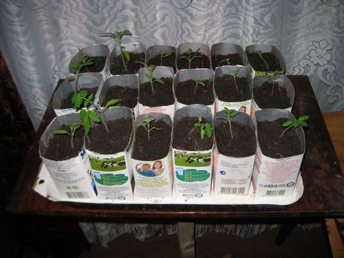 Выращивание рассады в картонных пакетах из-под молока и сока