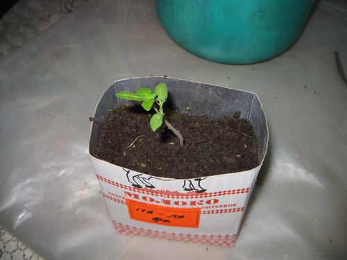 Выращивание рассады в картонных пакетах из-под молока и сока