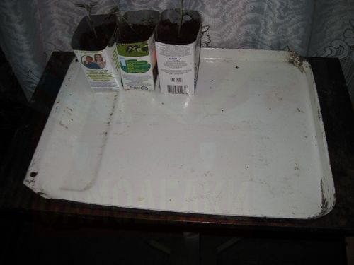 Выращивание рассады в картонных пакетах из-под молока и сока