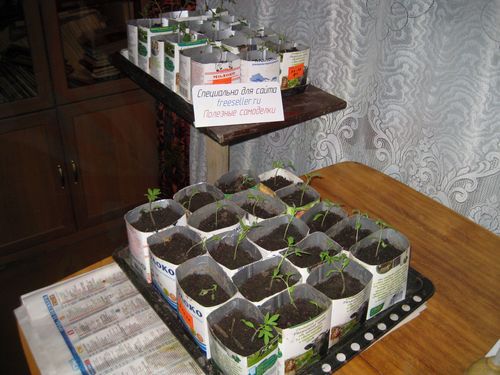 Выращивание рассады в картонных пакетах из-под молока и сока
